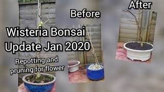 Wisteria Bonsai Update Jan 2020 Repot and Pruning for Flower [upl. by Naej711]