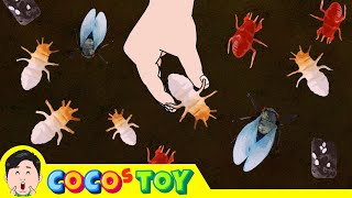 Lets raise cicada larvae in my flower pot｜Insect names for children｜CoCosToy [upl. by Dollar]