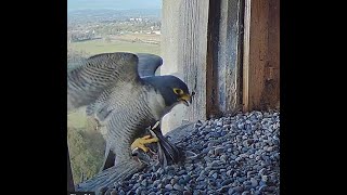 FalconCam 2024 10 03 Xaviers response to having his starling rejected [upl. by Brittnee]