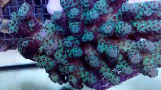 Acropora sarmentosa Australia XL CORAL GANDALF [upl. by Ailicec]