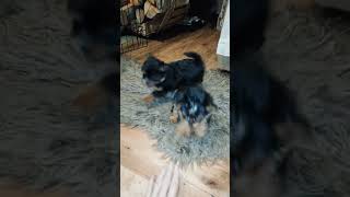 Yorkshire Terrier puppies are almost 2 months old [upl. by Naval214]