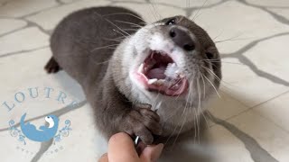 Brushing Child Otters Teeth [upl. by Lalitta]