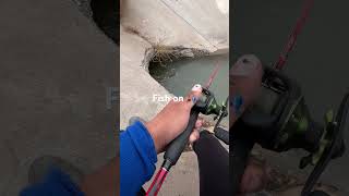 Creek fishing 🎣 fishingvideo fishing fishinglife carpfishinglife fishingvideos smallfishes [upl. by Olsen]