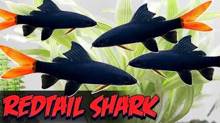 The Only Red Tail Shark Video You Need to Watch Epalzeorhynchos Bicolor  Care Breeding Tankmates [upl. by Roman]