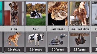 THE LIFE EXPECTANCY OF ANIMALS COMPARISON [upl. by Kina346]