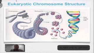 Chapter 12A Part 3  DNA Double Helix Structure [upl. by Colvin731]