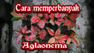 Cara Memperbanyak Aglaonema dengan stek tanpa bongkar mediaAde Aryzona [upl. by Comstock]