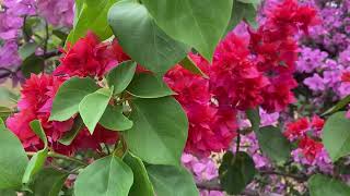 rkevergreennursery Bougainville plant [upl. by Dusza]