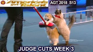 The Savitsky Cats FULL PERFORMANCE New Cats amp Tricks Americas Got Talent 2018 Judge Cuts 3 AGT [upl. by Rhonda128]