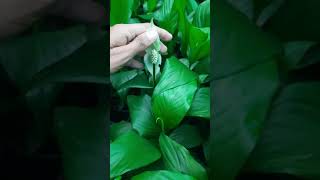 Spathiphyllum  Peace lily  TissueCulture  Ready to sold [upl. by Notgnirrab895]