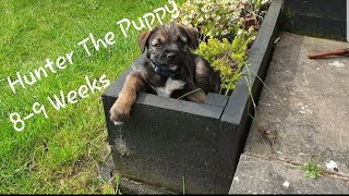 Puppy Fun 8 week Old Border Terrier [upl. by Amekahs]