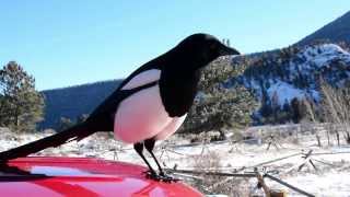 BlackBilled Magpie Rocky Mountain NP in HD [upl. by Hairej]