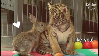 Baby Rabbit And Tiger Abandoned By Their Mom Became The Cutiest Best Friends  Kritter Klub [upl. by Lodhia878]