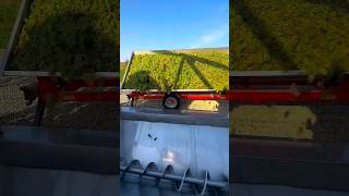 Freshly Harvested Grapes Unleashed🥰🍇🎥strungawinery grape harvest wine winemaking tractor [upl. by Sneve976]