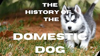 The History of the Domestic Dog [upl. by Eignat]