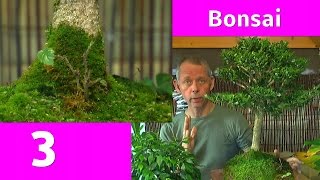 Bonsai Teil 3 Vorstellung mit Detlef Römisch Buchsbaum Buxus Boxwood [upl. by Douville]