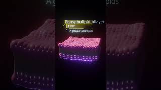 Phospholipid Bilayer Rendered in Blender [upl. by Horodko]