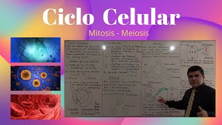 Ciclo Celular Mitosis  Meiosis [upl. by Hanshaw422]