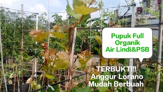 Cara Termudah Membuahkan Anggur‼️Part 2  14 HSP Anggur Lorano [upl. by Adar]