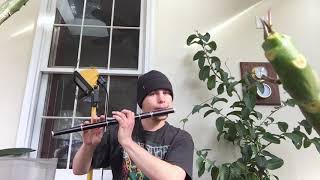 Two Irish Tunes on F Flute [upl. by Alliuqa]