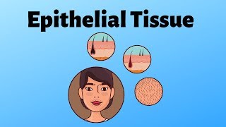 Different types of epithelial tissue [upl. by Weisman872]