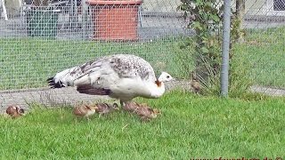 Breeding season and wet cold weather  Brutzeit und nasskaltes Frühlingswetter [upl. by Samuela]