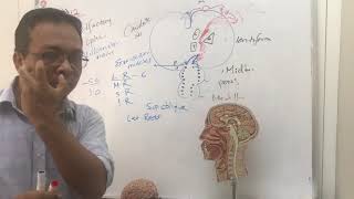 corticobulbar tract and facial nerve palsy [upl. by Higinbotham879]