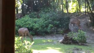 Animal Kingdom Kilimanjaro Safari greater kudu [upl. by Hightower437]