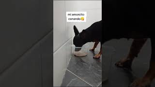 reel pets mascotas perros humor elenabr perro tiktok cachorro doggy dog shorts youtuber [upl. by Akimyt]