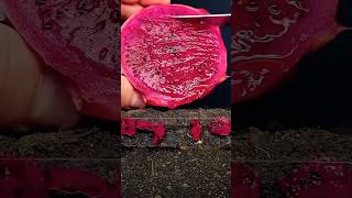 Cultivando Pitaya timelapse pitayas [upl. by Notna]