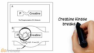 ATP Phosphocreatine System [upl. by Fu]