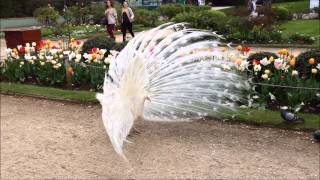 Albino peacock flares its feathers [upl. by Sharpe]