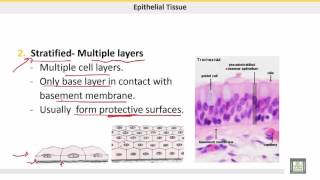 علم الحيوان Zoology  الوحدة 6  Epithelial tissue  Classification  2 [upl. by Faludi]