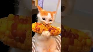 Cute baby kitten eating corn 🌽 🤤 cat kitten youtubeshorts shortsfeed pets corn [upl. by Jamesy]