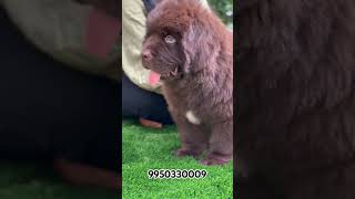 Newfoundland Puppy Sale mumbai India trending trendingshort shortfeed short dogbreed dog [upl. by Ococ]