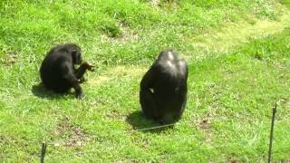 Chimpanzee Fight in the Oklahoma City Zoo [upl. by Nnairac]