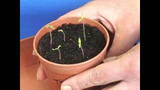 Tomato Growing  Week 1 [upl. by Imogene]