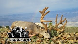 Utah Henry Mountains 2013 Sportsmans Buck [upl. by Myra]