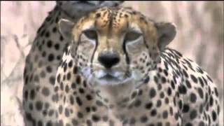 Amazing Cheetah Chase Compilation [upl. by Llyrat76]