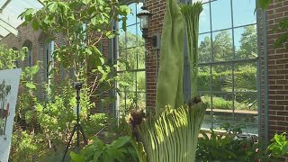 Corpse flower blooming at Missouri Botanical Garden [upl. by Eberhart]