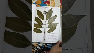 Herbarium file for botany project [upl. by Sabian596]