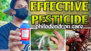 EFFECTIVE PESTICIDE SIMPLE AND EASY  PHILODENDRON CARE [upl. by Sabra]