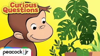 How Do Plants Grow  CURIOUS QUESTIONS [upl. by Robins]