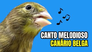 Melodioso CANTO de canário BELGA para ENCARTAR filhotes [upl. by Abner]