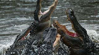 Alligators and Crocodiles  Reptile Documentary [upl. by Rurik]