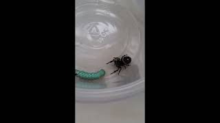 Attempting to Feed Jumping Spider a Hornworm [upl. by Euell]