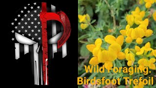 Wild Foraging Birdsfoot Trefoil [upl. by Godliman]