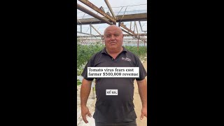 Tomato virus fears cost farmer 500000 revenue [upl. by Giddings986]