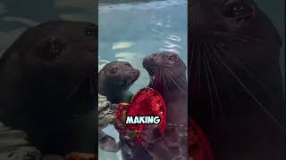 5 Amazing Facts About Seals [upl. by Anaib]