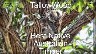 The Tallowwood Tree  Eucalyptus microcorys  Best Native Timber in NSW [upl. by Rior]